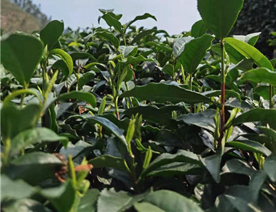 LG�ߌӽ����oˮ�x�ıð��b�ߴ�D